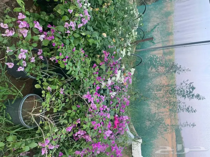شتلات واشجار زينة 3