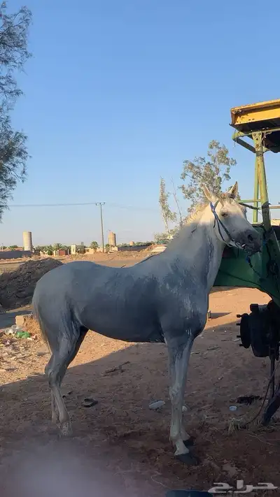 حصان فرنسي كارثه 10