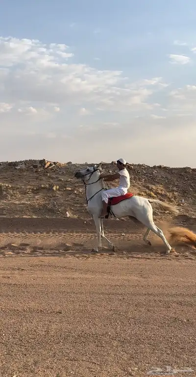 حصان فرنسي كارثه 9