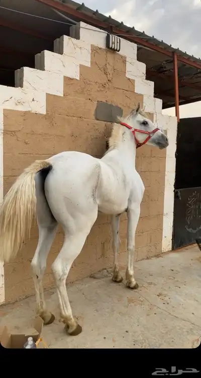 حصان فرنسي كارثه 0