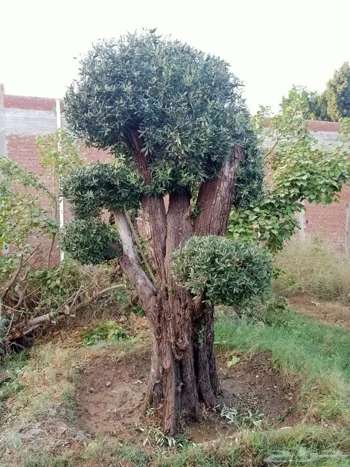 اشجار زيتون معمر اشجار زيتون اعمار خياليه 4