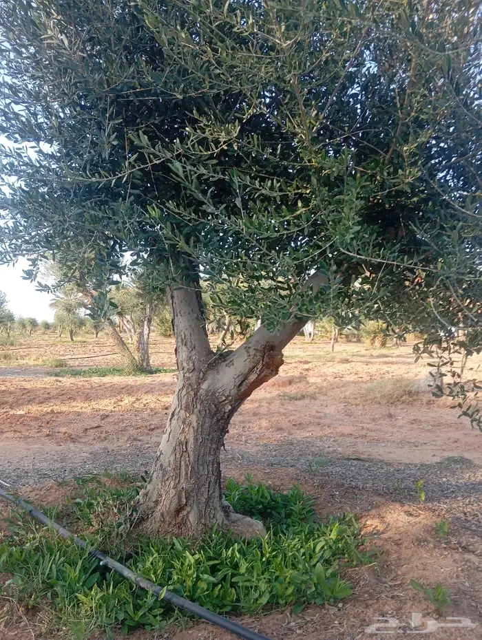 اشجار زيتون معمر اشجار زيتون اعمار خياليه 16