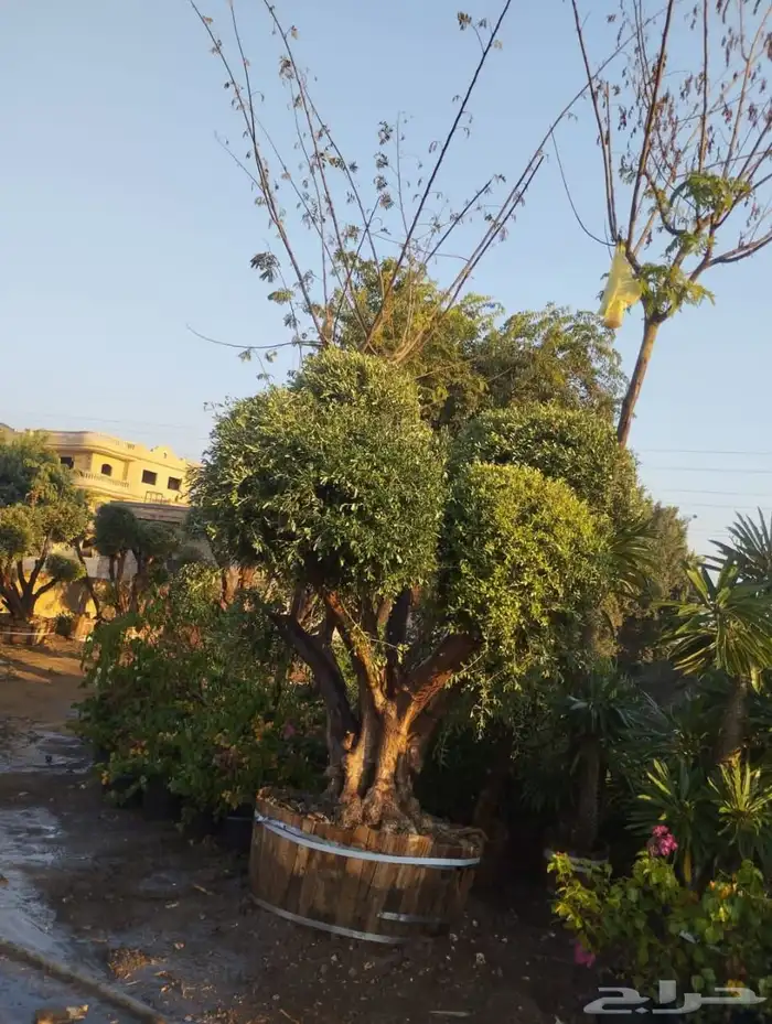 اشجار زيتون معمر اشجار زيتون اعمار خياليه 6