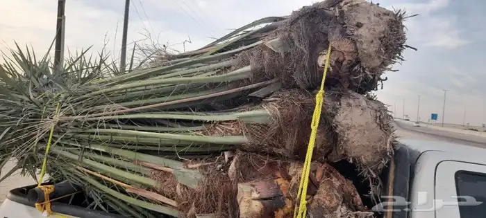 يوجد لدينا 27نخله قرين طيبه لبيع نفس الي بصوره 1