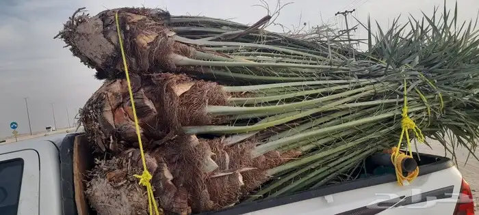 يوجد لدينا 27نخله قرين طيبه لبيع نفس الي بصوره 0