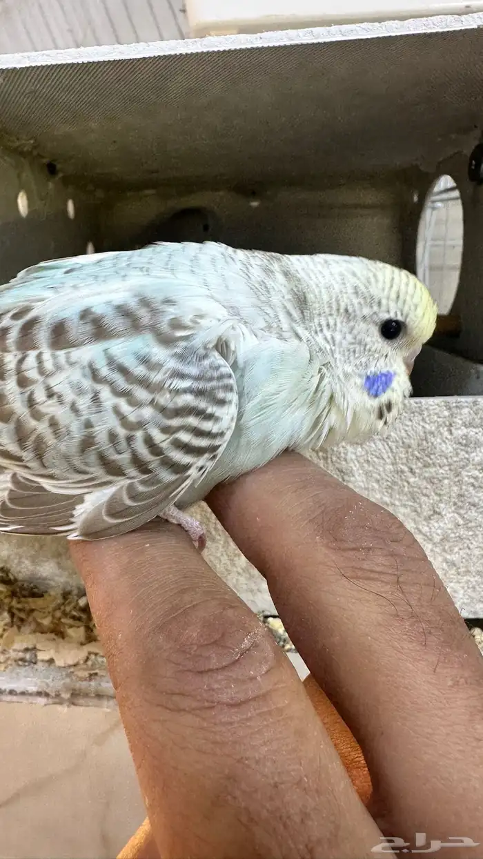 جوز بادجي مستوى طيب ماشاء الله منتج 19