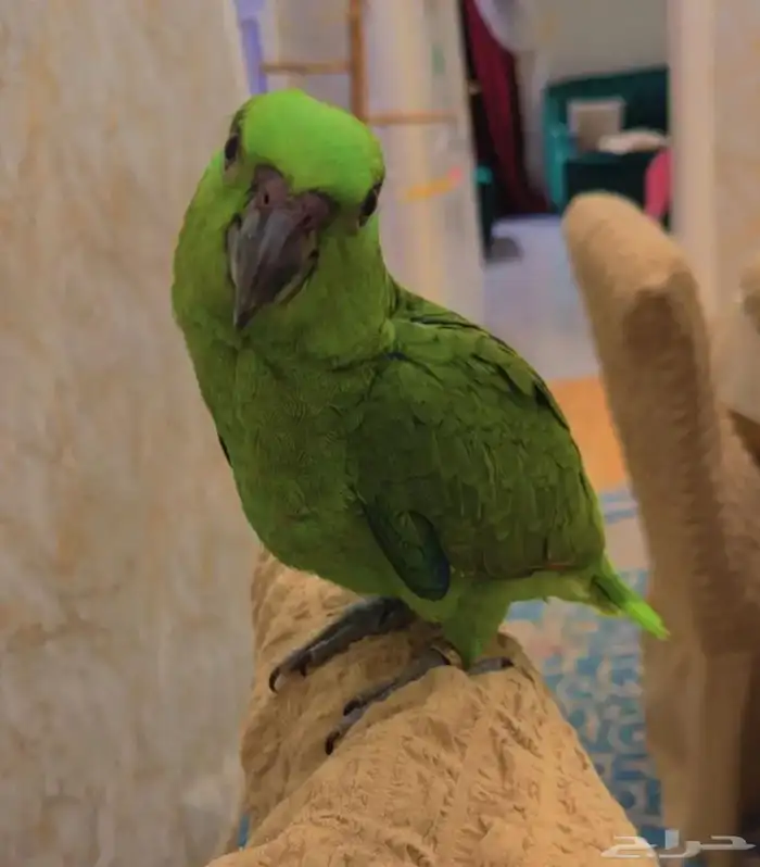 معلومات ونقاش عن ببغاء اليلوناب 13