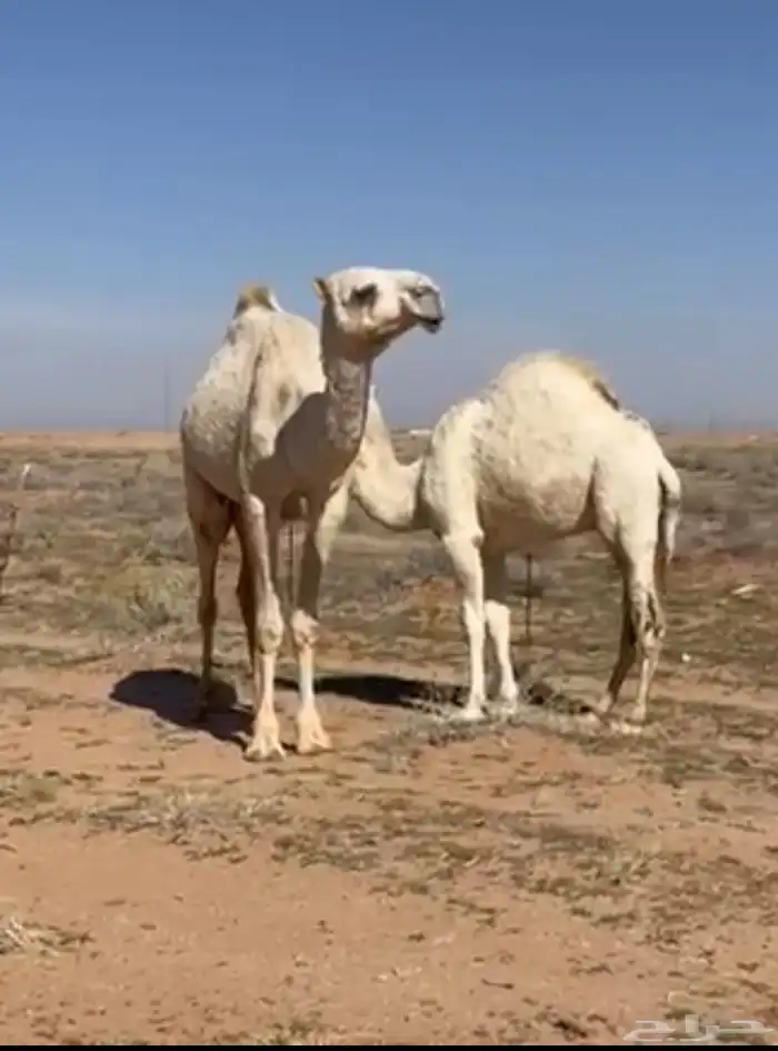 قعود كفو فل الفل للبيع 0