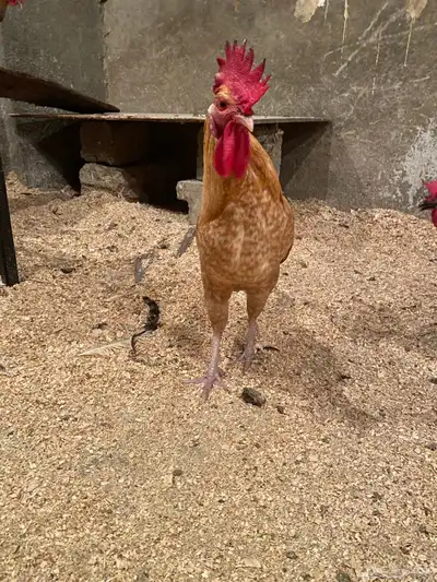 ديك بلدي 0