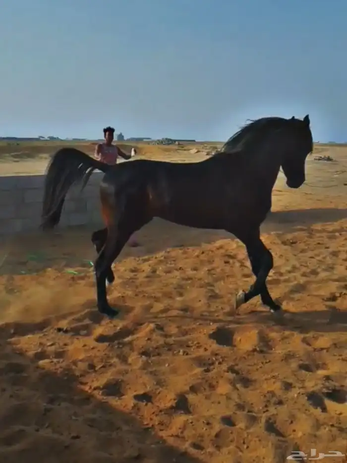 حصان ادهم ركوبه طرب للبيع. تم البيع 0