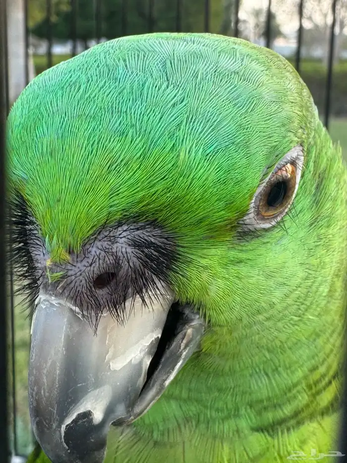 معلومات ونقاش عن ببغاء اليلوناب 2