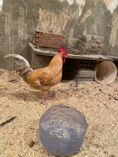 ديك بلدي 2