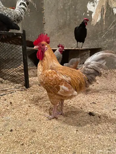 ديك بلدي 1