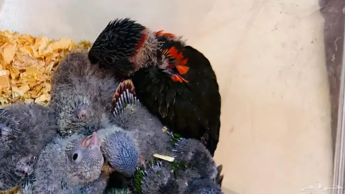 فرخ لوري من النوادر زيتوني 1