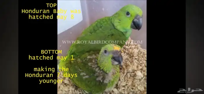 معلومات ونقاش عن ببغاء اليلوناب 0