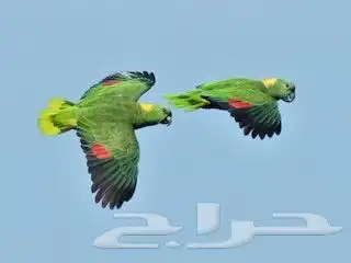 معلومات ونقاش عن ببغاء اليلوناب 7