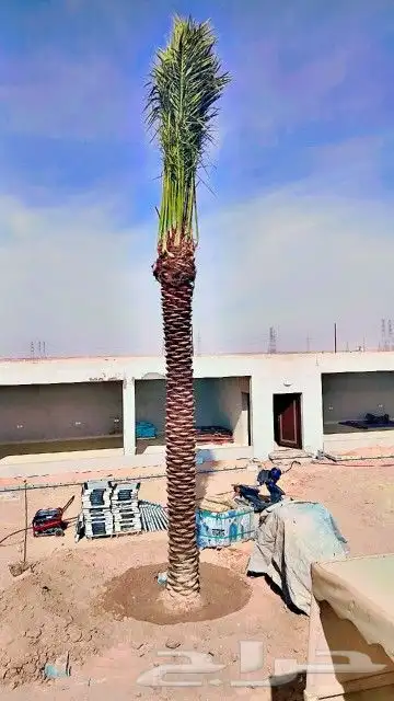 نخل للبيع بسعار مناسبه 3