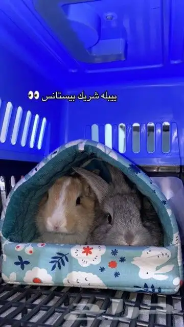 أرانب كيوت ومحصنه 4