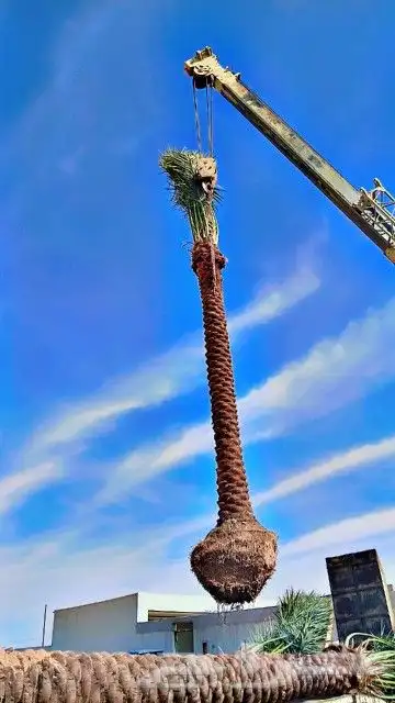 نخل للبيع بسعار مناسبه 2