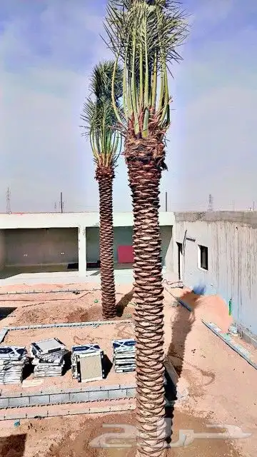 نخل للبيع بسعار مناسبه 0
