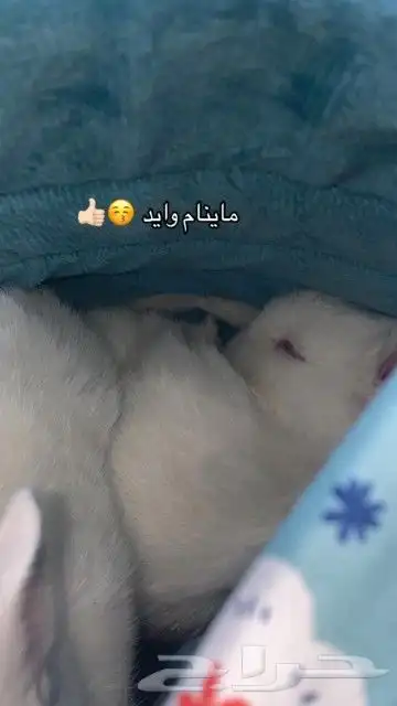 أرانب كيوت ومحصنه 5