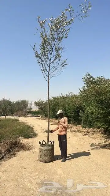 سدر بلدي للبيع 4