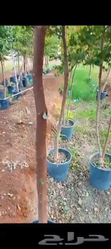 سدر بلدي للبيع 1