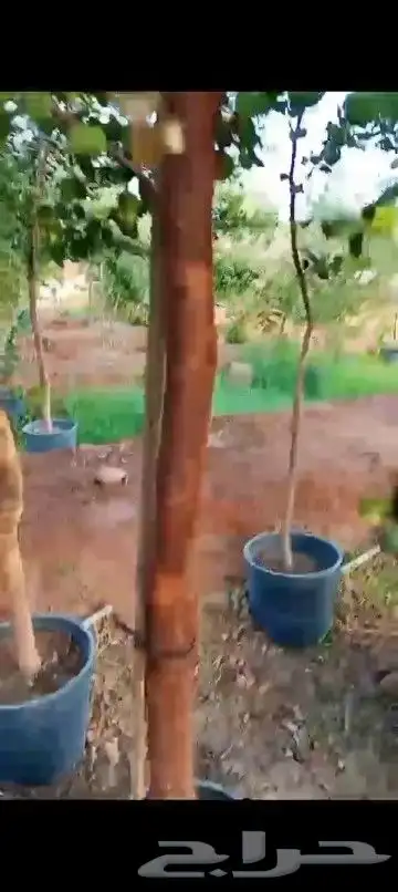 سدر بلدي للبيع 0