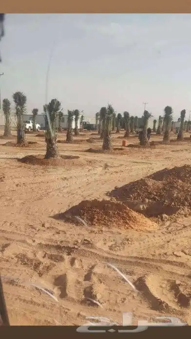 نخل لبيع 10
