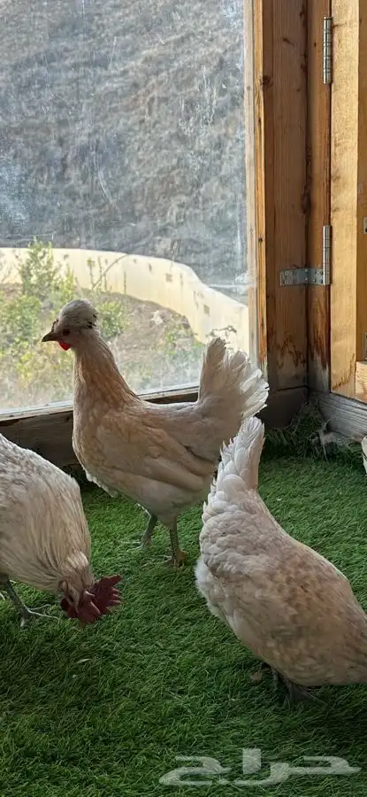 طقم دجاج عربي كويتي(حباحب). 4