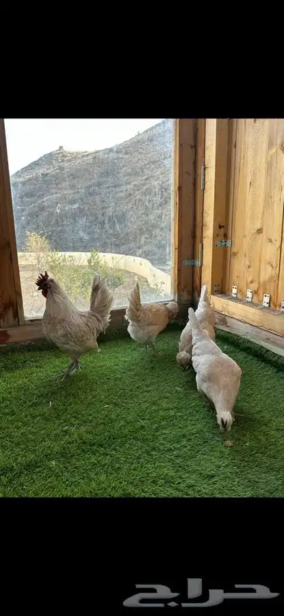 طقم دجاج عربي كويتي(حباحب). 2