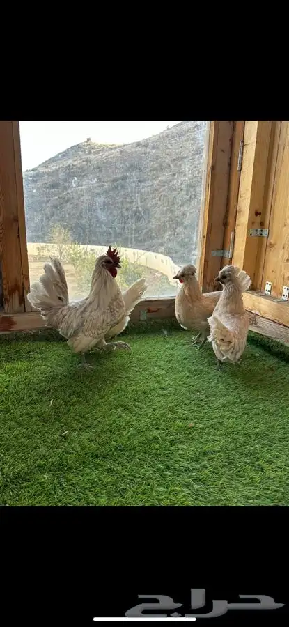 طقم دجاج عربي كويتي(حباحب). 0