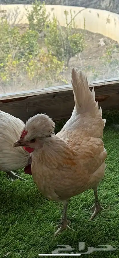 طقم دجاج عربي كويتي(حباحب). 3