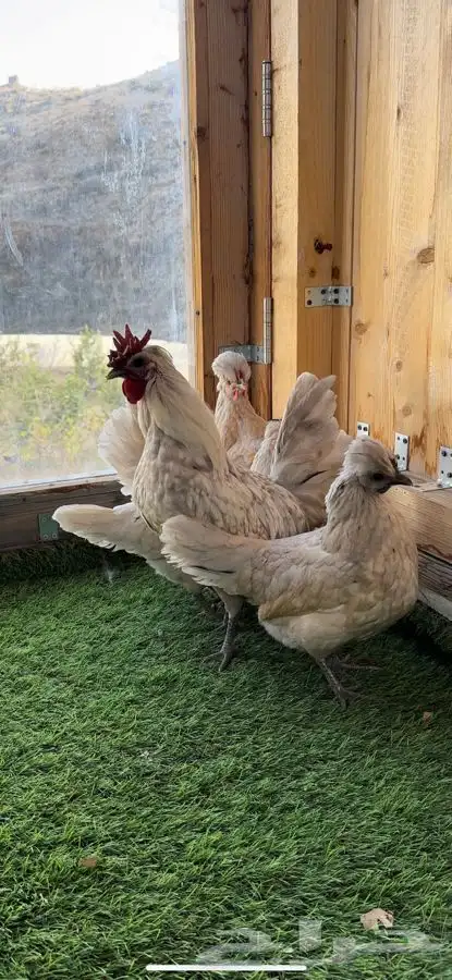 طقم دجاج عربي كويتي(حباحب). 7