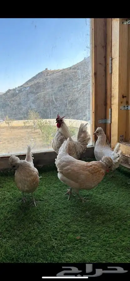 طقم دجاج عربي كويتي(حباحب). 1