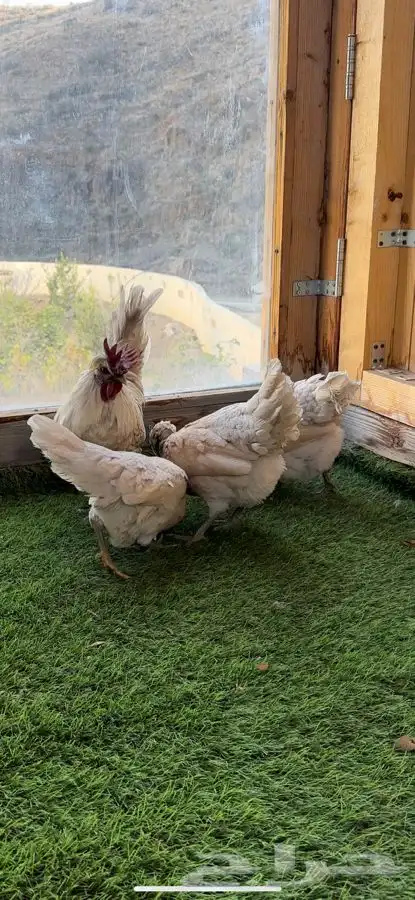 طقم دجاج عربي كويتي(حباحب). 8