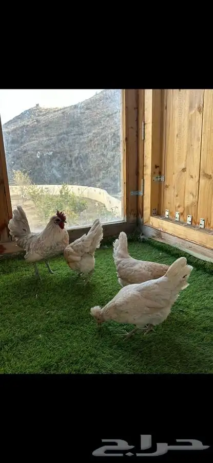 طقم دجاج عربي كويتي(حباحب). 6