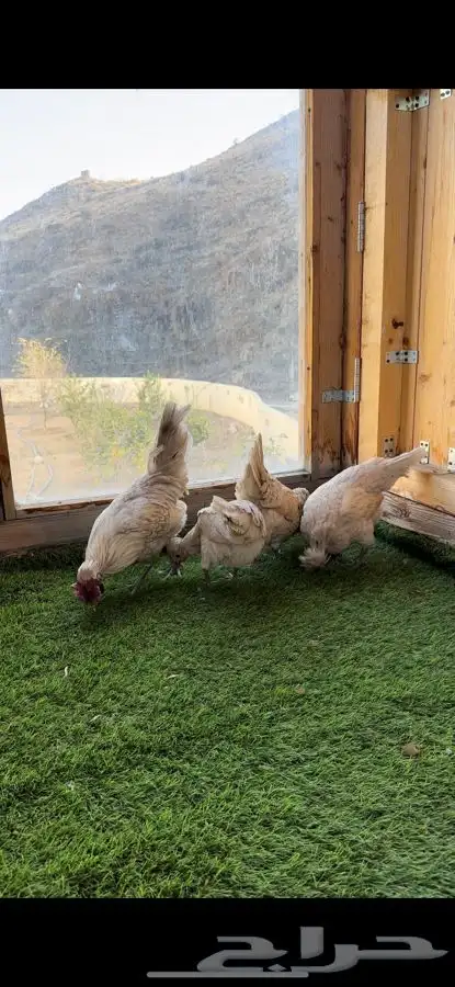 طقم دجاج عربي كويتي(حباحب). 5