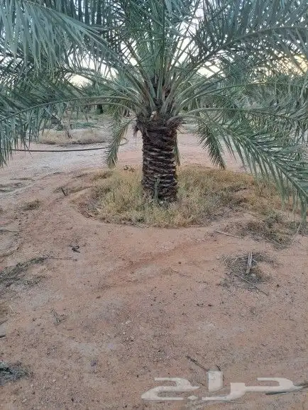 نخل لبيع 15