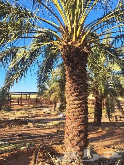 نخل لبيع 8