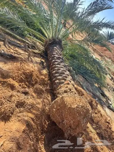 نخل لبيع 6