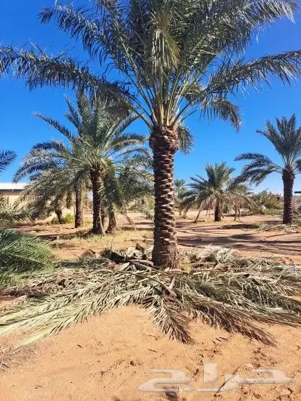 نخل لبيع 9
