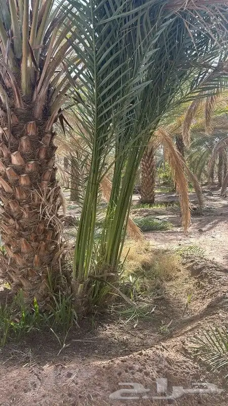 نخل للبيع 6