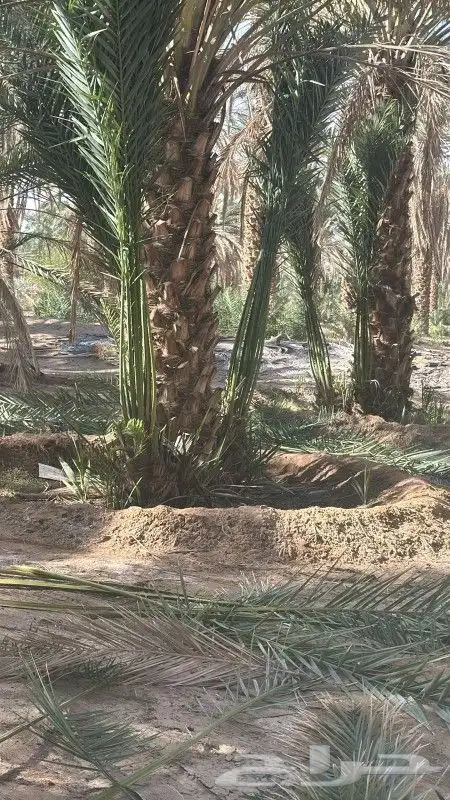 نخل للبيع 5