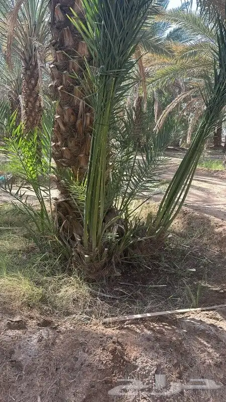نخل للبيع 4