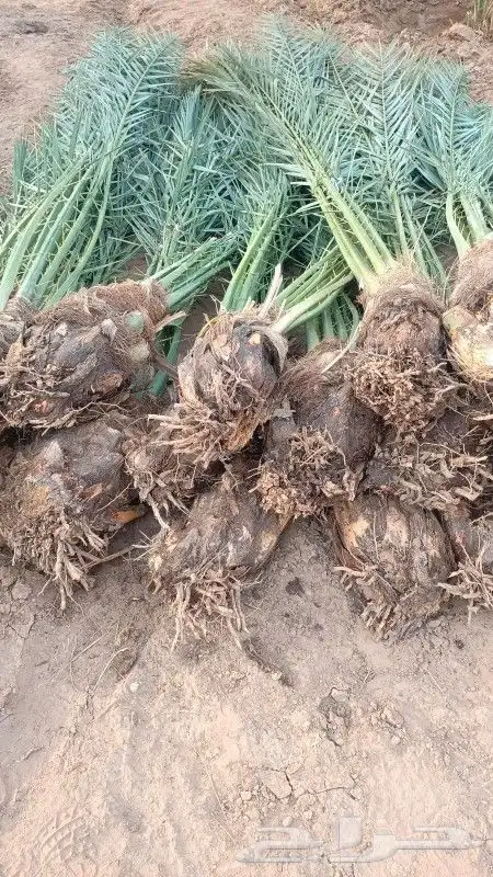 نخل للبيع 0