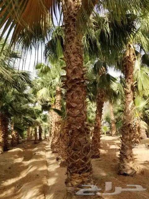 نخيل واشنطني ابو مروحه من مترين الا ثمانيه متر 4