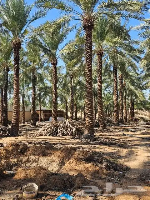 نخل للبيع بسعار مناسبه 6