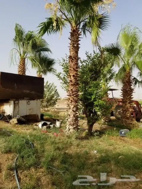 نخيل واشنطني ابو مروحه من مترين الا ثمانيه متر 0