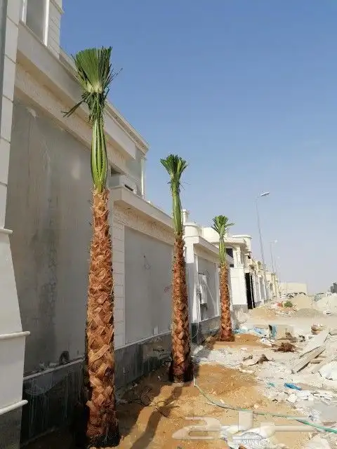 نخل لبيع 13